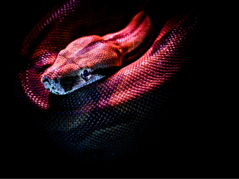 Python Best Practices, A Guide to Clean and Efficient Code